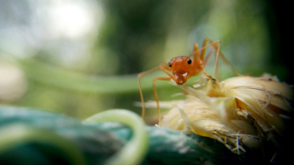 ant-1838540_1920
